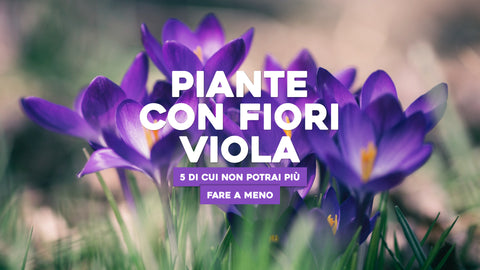 Piante con fiori viola 