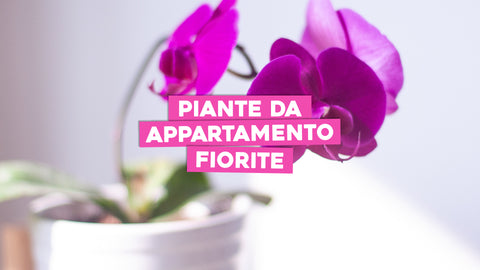 piante da appartamento fiorite 