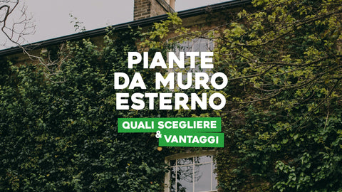 Piante da muro esterno: quali scegliere e vantaggi