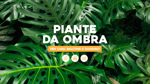 Piante da ombra per la casa, il balcone o il giardino 