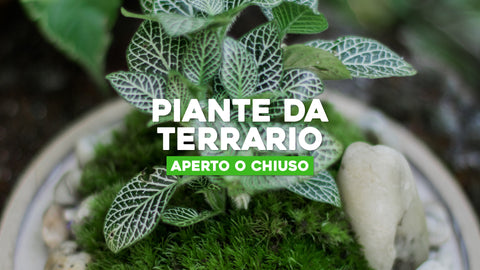 Piante da terrario 