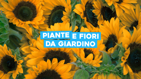 Piante e fiori da giardino: quali e come scegliere