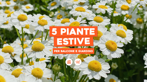 5 piante estive per balcone e giardino 