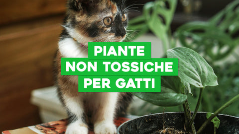 Elenco Piante Non Tossiche per Gatti: Sicurezza e Bellezza per il Tuo Spazio