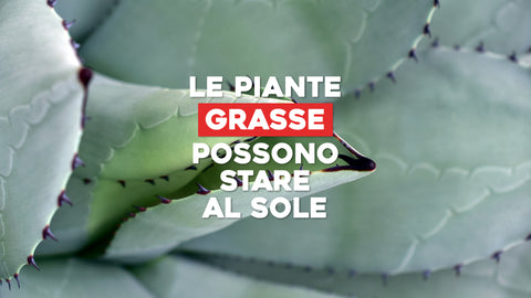 Le Piante Grasse Possono Stare al Sole: Consigli per una Piantumazione Ottimale