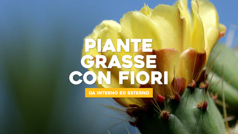 Piante grasse con fiori 