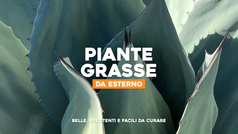 Piante grasse da esterno 