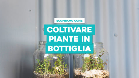 Coltivare piante in bottiglia: come farlo al meglio