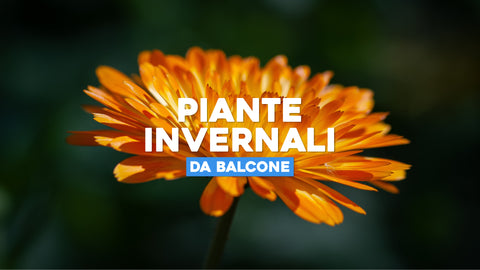 Piante invernali da balcone 