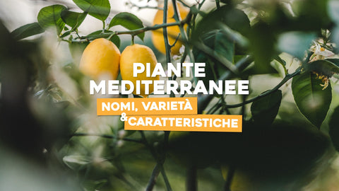 Piante mediterranee: quali sono, caratteristiche e varietà - Simegarden 