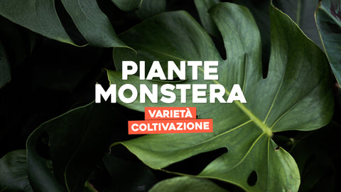 pianta monstera : varietà e coltivazione