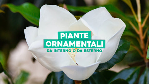 Piante ornamentali per interno e per esterno 