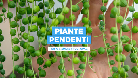 Piante pendenti: come usarle per arredare i tuoi spazi