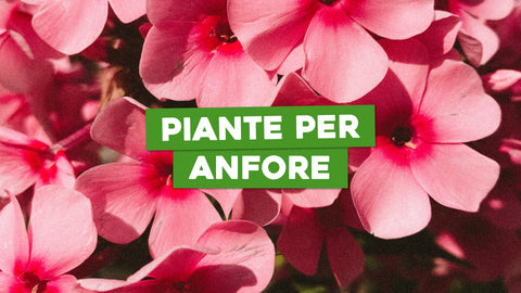 Piante per anfore: ecco le migliori