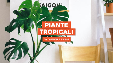 Piante tropicali da interno 