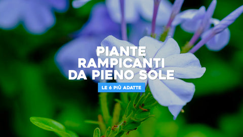 Piante rampicanti da pieno sole: le 6 più adatte