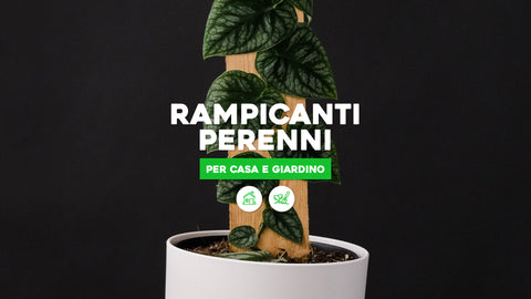 Piante rampicanti perenni per casa e giardino 