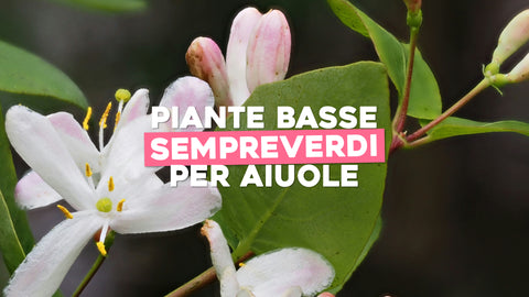 Piante Basse Sempreverdi per Aiuole: Un Tappeto Verde che Resiste all'Inverno