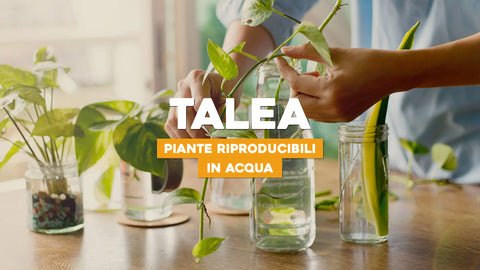 Piante talea: l'elenco di tutte le piante riproducibili per talea in acqua