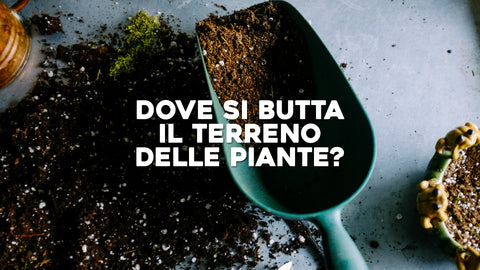 Dove si Butta il Terreno delle Piante: Smaltimento Responsabile