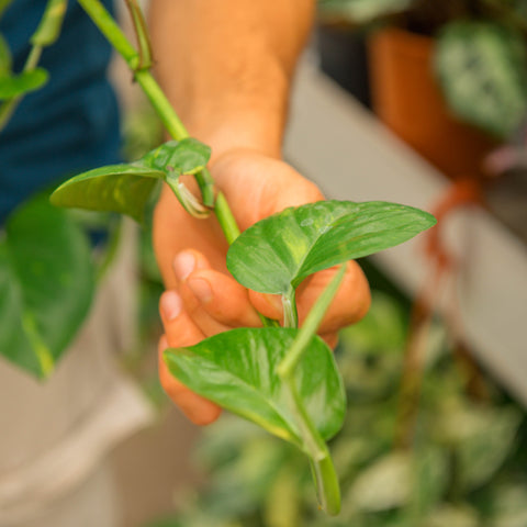 Epipremnum aureum