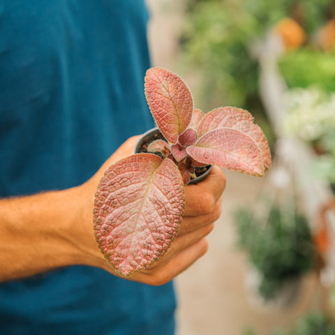 Episcia strawberry patch