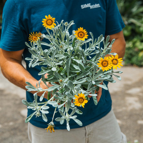 Gazania nivea