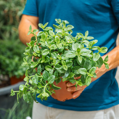 Aptenia cordifolia