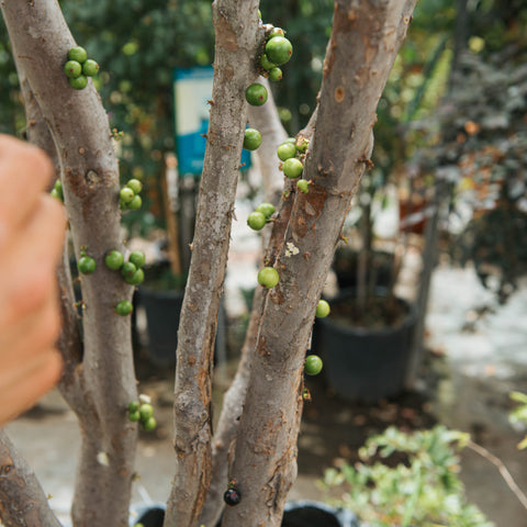 Plinia cauliflora