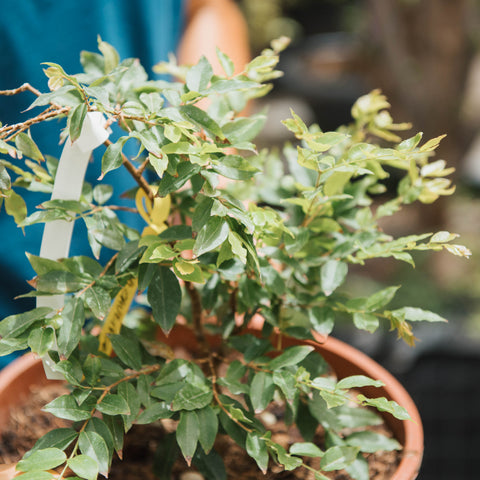 Plinia cauliflora