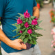 Celosia argentea “Intenz Dark Purple”