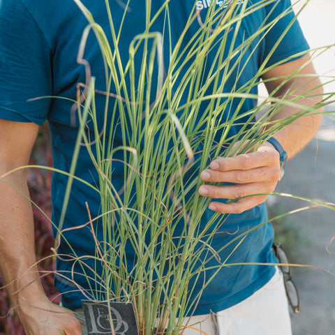 Miscanthus sinensis gracillimus