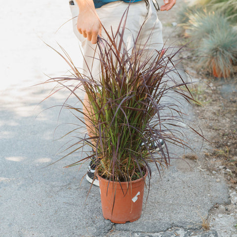 Pennisetum advena rubrum