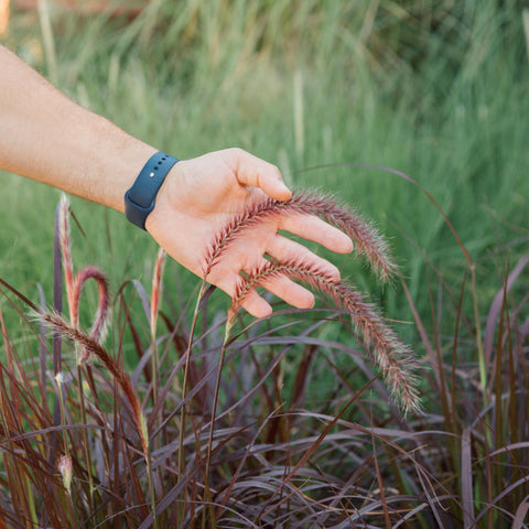 Pennisetum advena rubrum