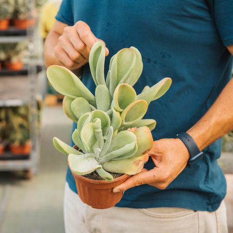 Kalanchoe oricola