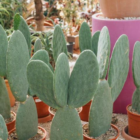 Opuntia senza spine