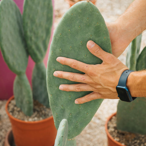 Opuntia senza spine