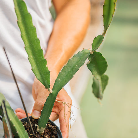 Pianta dragon fruit