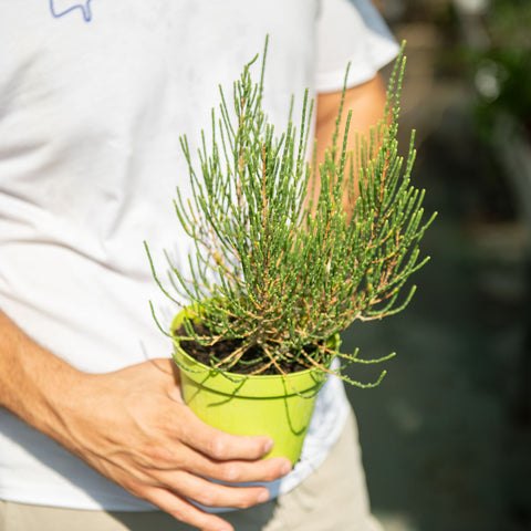 Pianta Salicornia