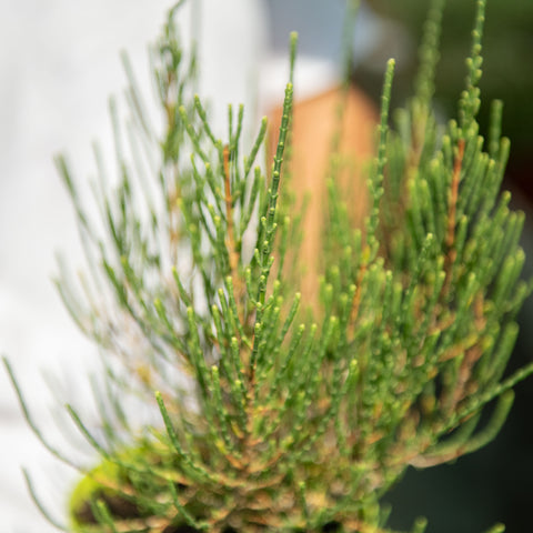 Pianta Salicornia