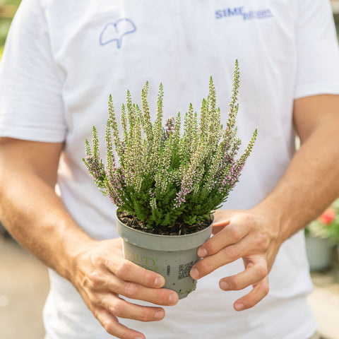 Calluna vulgaris