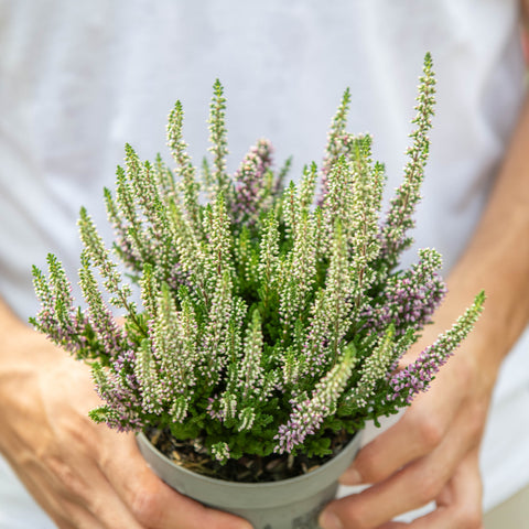 Calluna vulgaris