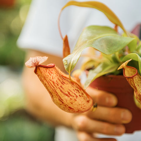 Nepenthes x gaya