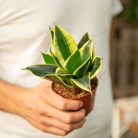 Sanseveria trifasciata golden hahnii