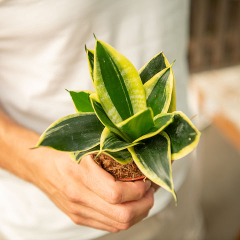 Sanseveria trifasciata golden hahnii