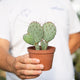 Opuntia santa rita cactus