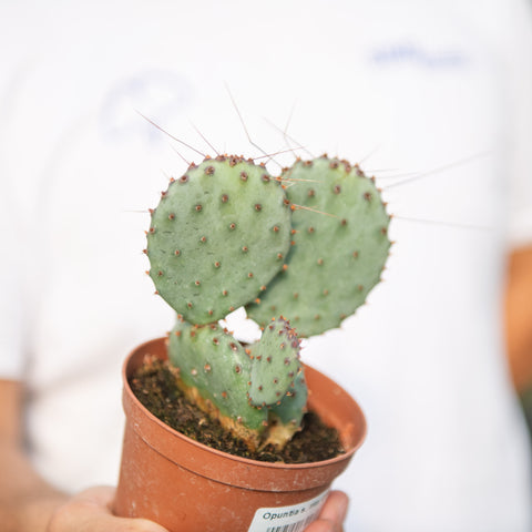 Opuntia santa rita cactus