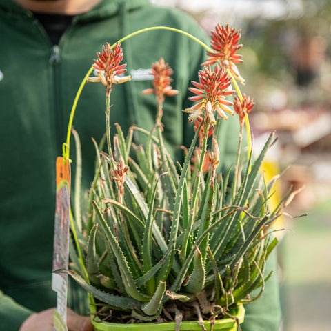 Aloe safari sunrise