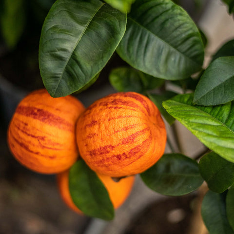 Arancio arcobal