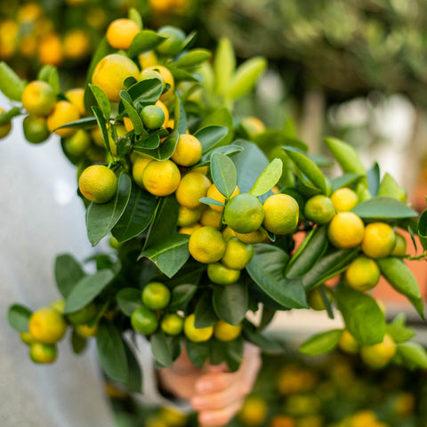 Calamondino